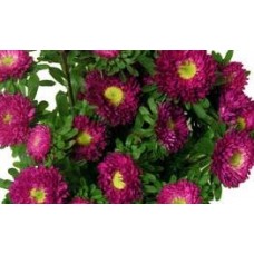 Aster - Matsumoto - Fuchsia (bunch of 10 stems)